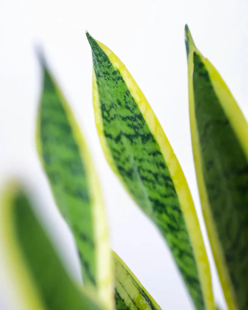 Sansevieria lengua de suegra