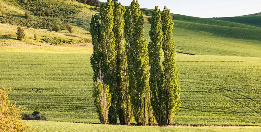 árbol álamo