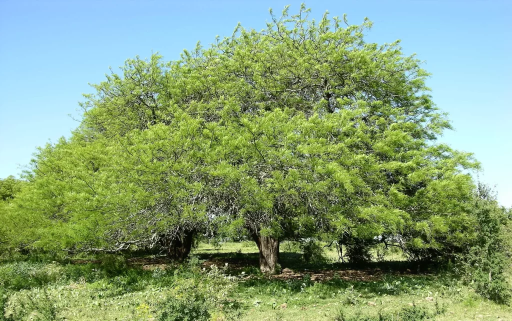 árbol algarrobo