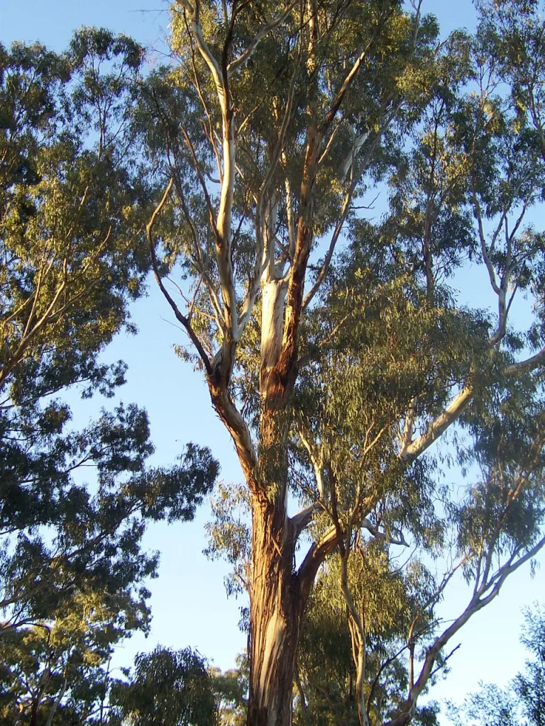 arbol de eucalipto