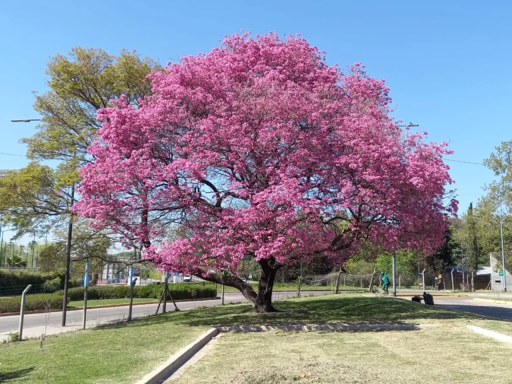 árbol de lapacho