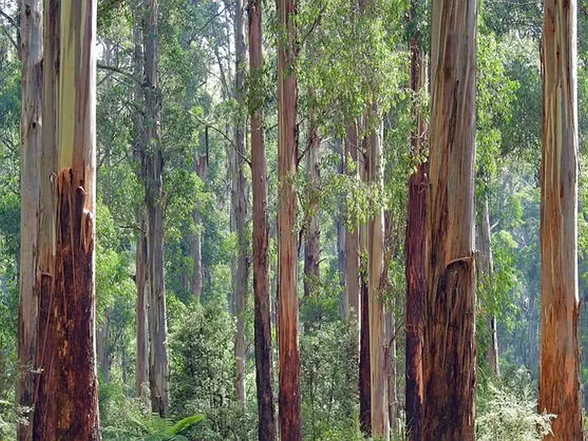 arboles de eucalipto