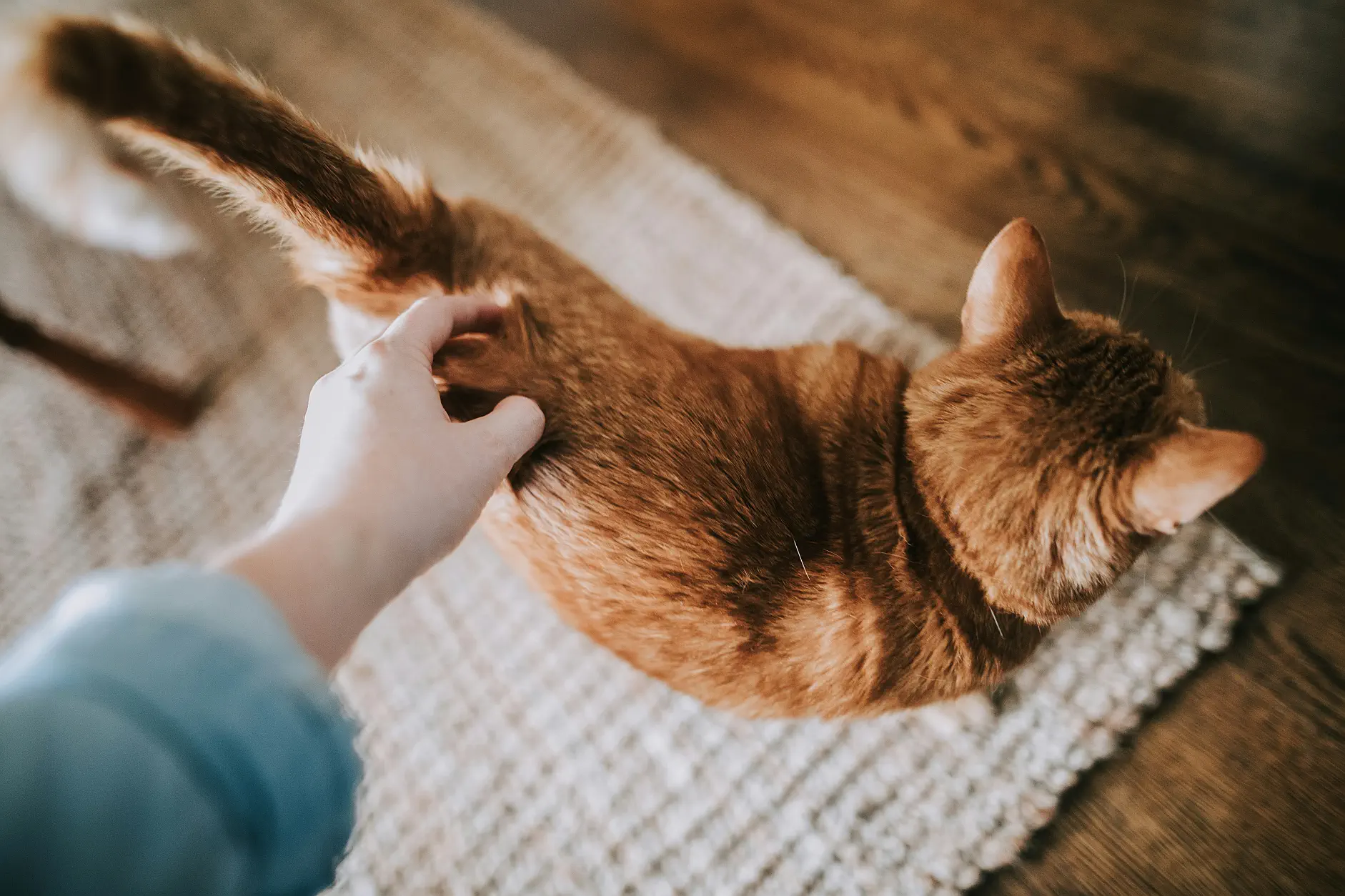 Los gatos y el sillón de tu casa