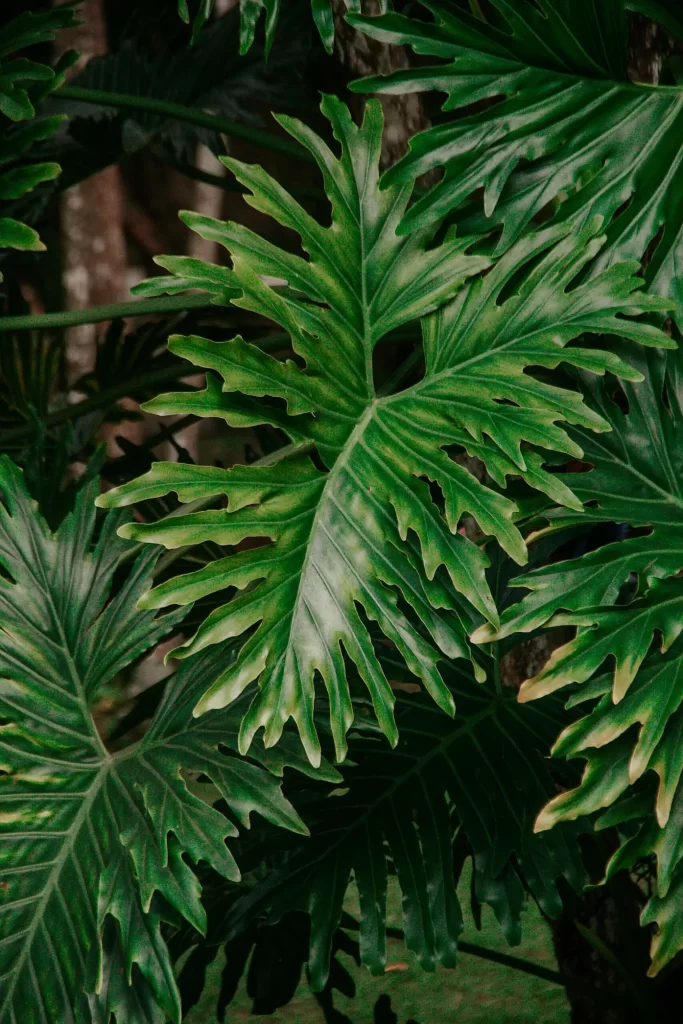 hoja planta Philolendron selloum