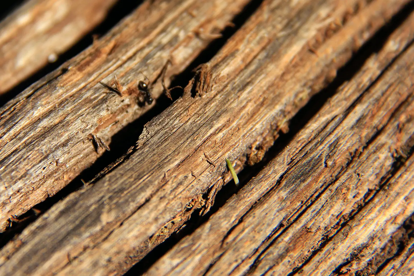 madera muebles insectos hormigas termitas