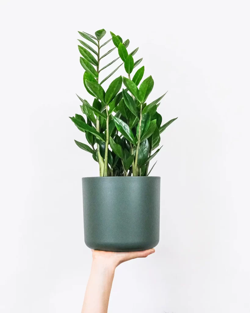 planta Zamioculcas