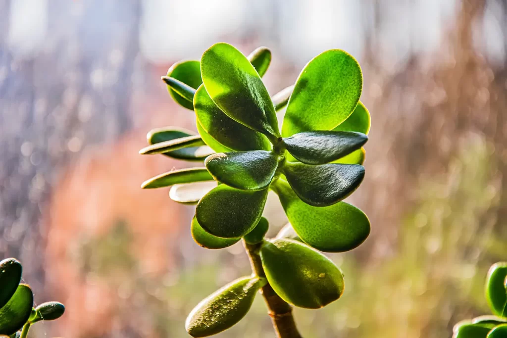 planta de jade suculenta