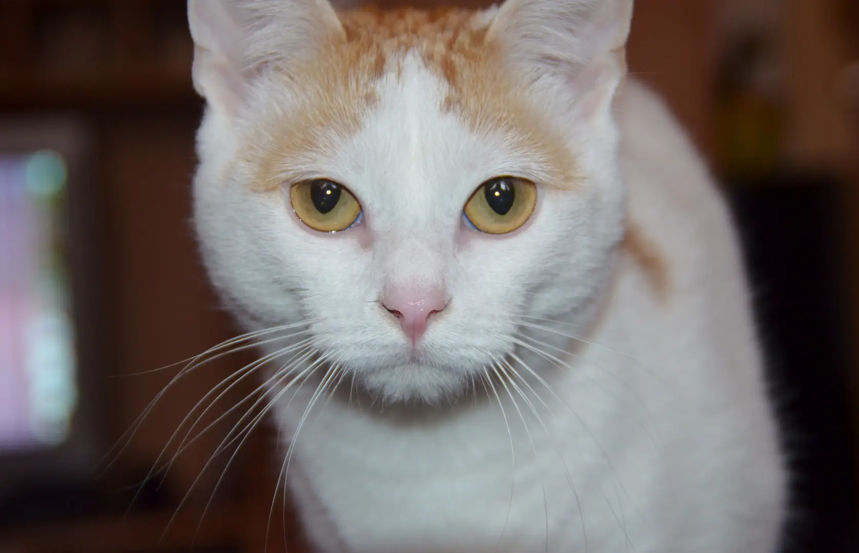 Raza de gatos Turkish Van