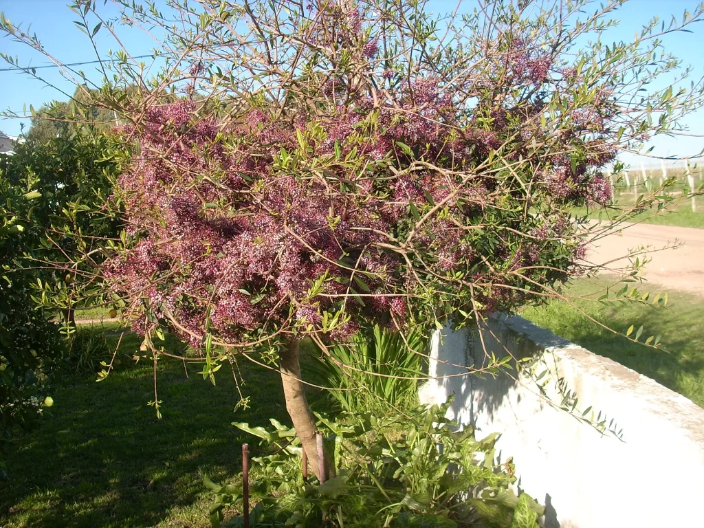 arbol palo de fierro wikimedia