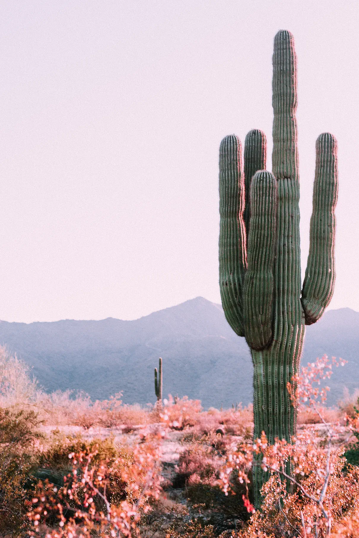 Plantas suculentas, crasas y cactus: ¿existen diferencias?