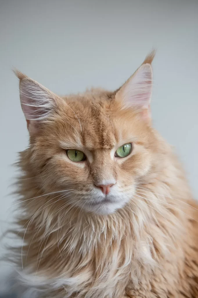 gato Maine Coon