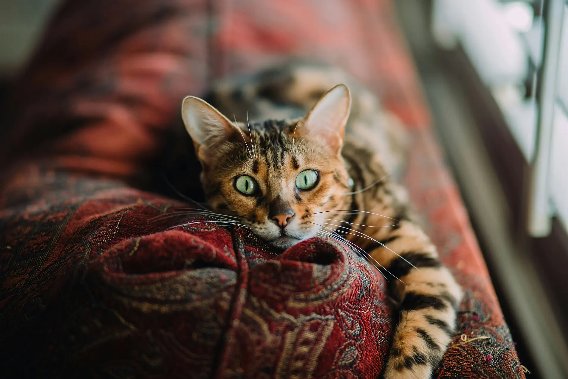 Cómo elegir la raza de gato adecuada para tu hogar