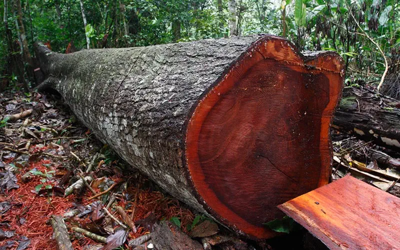 madera de caoba