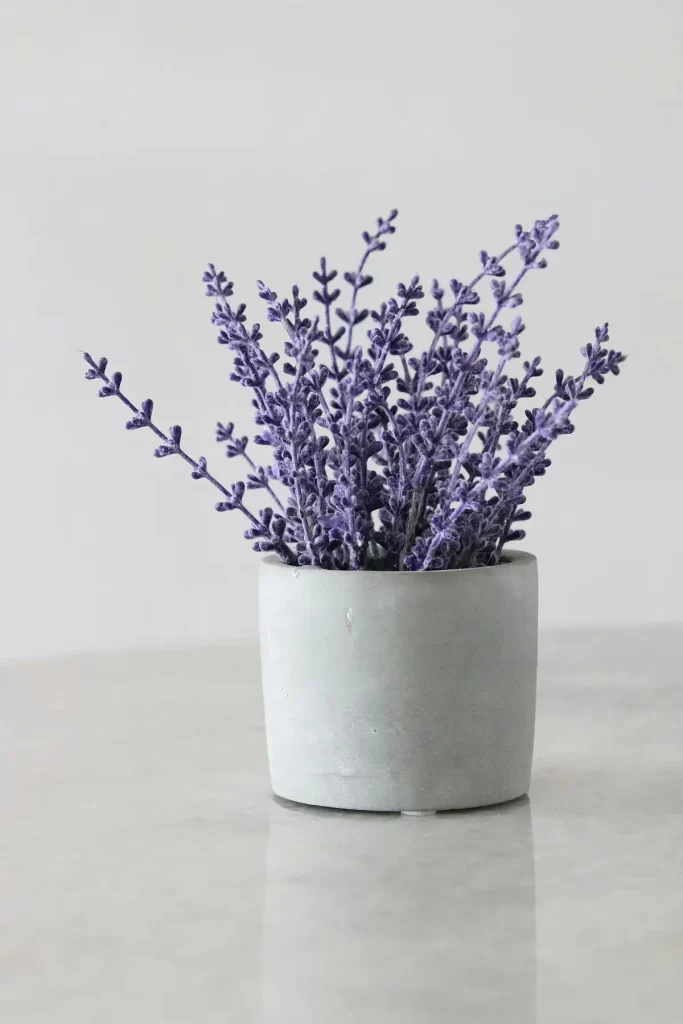 planta de lavanda en maceta 