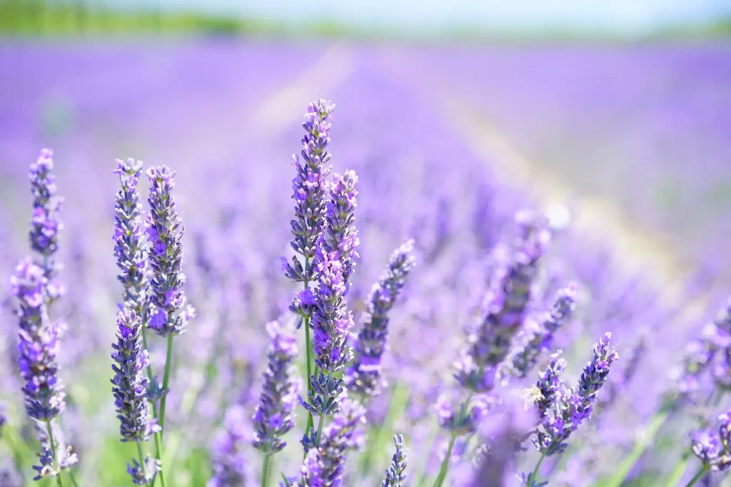 planta de lavanda 