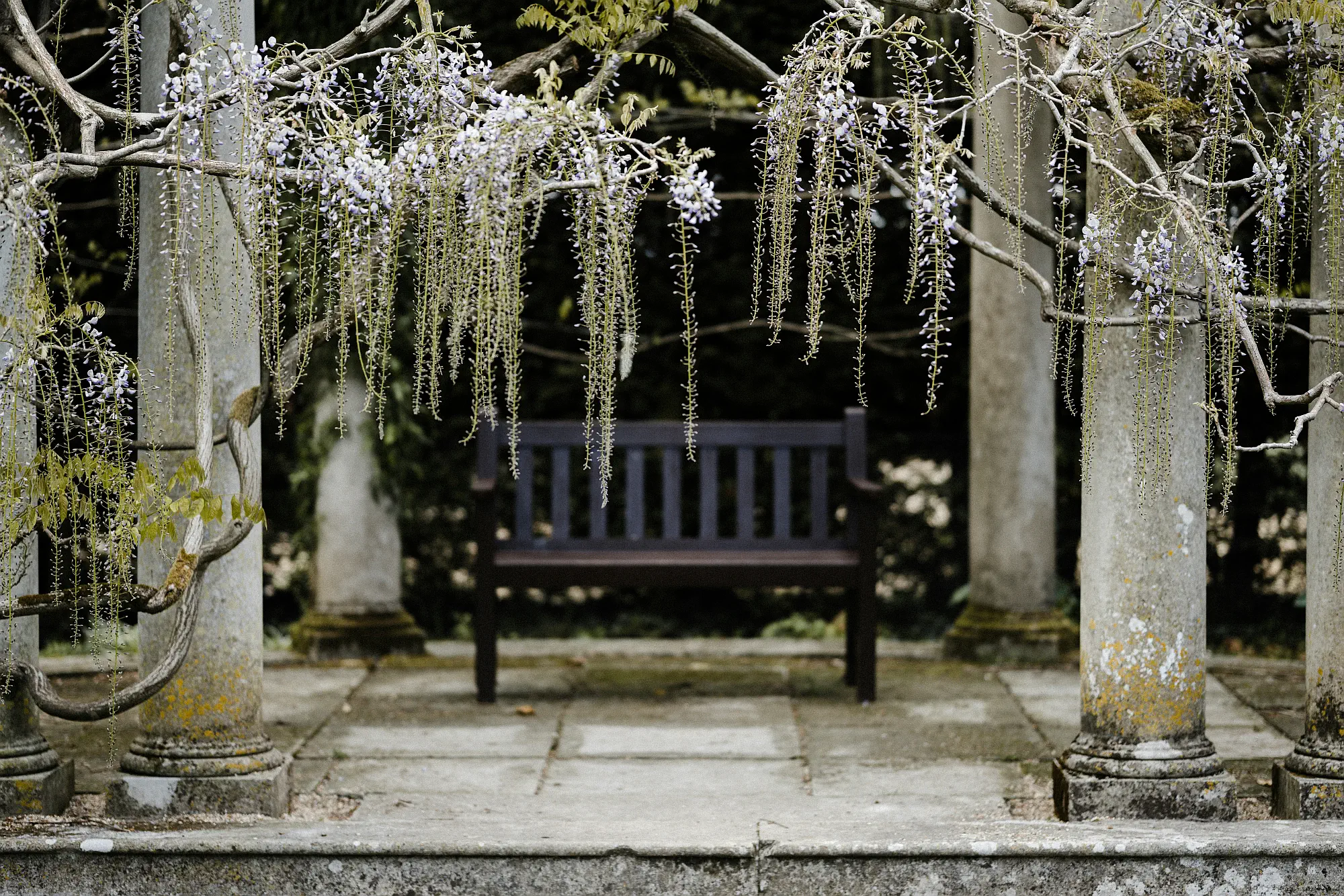 Plantas trepadoras y enredaderas: soportes y tutores para un jardín vertical