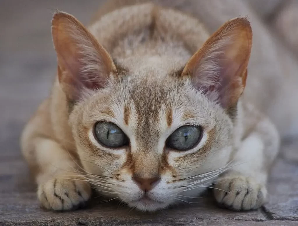 raza de gatos singapura 